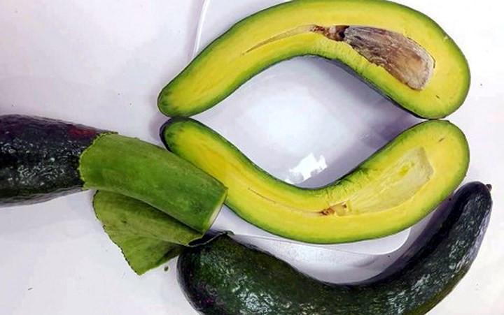 Trên thị trường hiện nay, quả bơ sáp được thương lái thu mua với giá rất cao, từ 100.000 – 120.000 đồng/kg (Ảnh: An ninh Thủ đô)