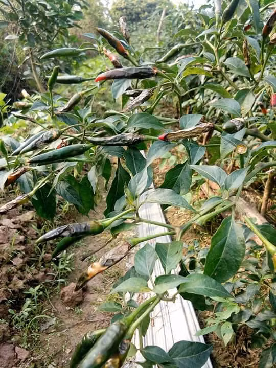 Anh Hưng bỏ mặc cho ớt héo khô không hái.