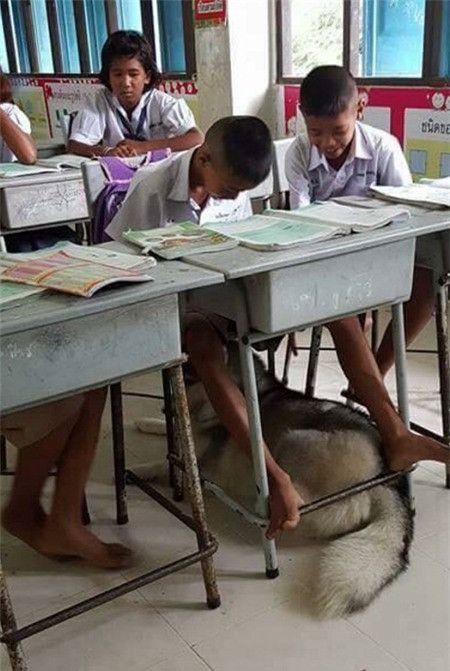 Ngay dưới bức ảnh cho dê tới trường học, nhiều dân mạng cũng đăng tải những bức ảnh mà nhiều bạn học sinh ở nước ngoài đã mang thú cưng đến trường cùng với bình luận khá vui như: "Ở nhà không ai trông thú cưng nên đành phải mang đến trường, vừa học trông"