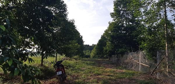 Vuon trong “cot chong troi” doi doi duoc nhieu vang nhat xu Muong