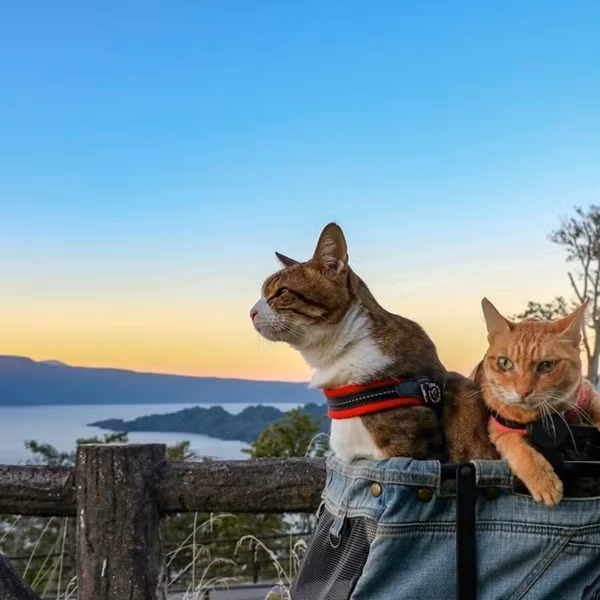 Những tưởng mang theo 2 chú mèo sẽ khiến cuộc sống của anh Daisuke bận rộn hơn, nhưng anh hoàn toàn hạnh phúc với điều đó vì chúng là những người bạn đồng hành của anh trên từng chặng đường.