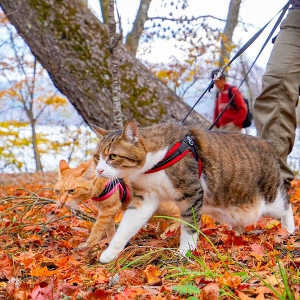 Mỗi địa điểm họ ghé qua, 2 chú mèo thường nhận được sự quan tâm từ mọi người. Nhiều người còn sẵn sàng cho cô nàng Fuku-chan uống nước.