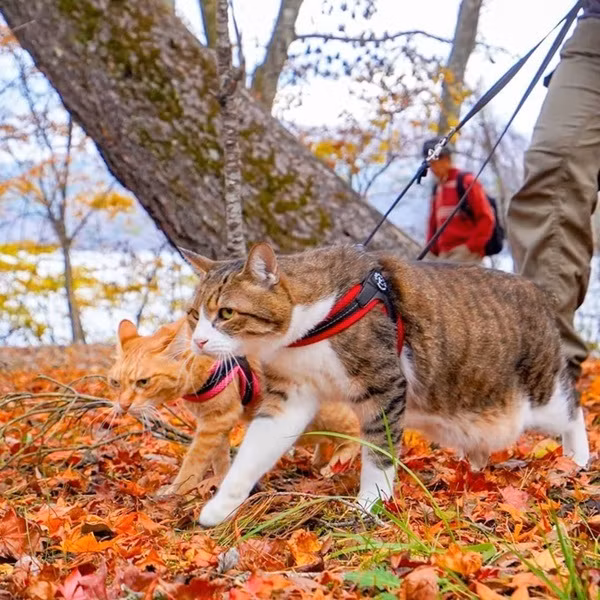 Mỗi địa điểm họ ghé qua, 2 chú mèo thường nhận được sự quan tâm từ mọi người. Nhiều người còn sẵn sàng cho cô nàng Fuku-chan uống nước.