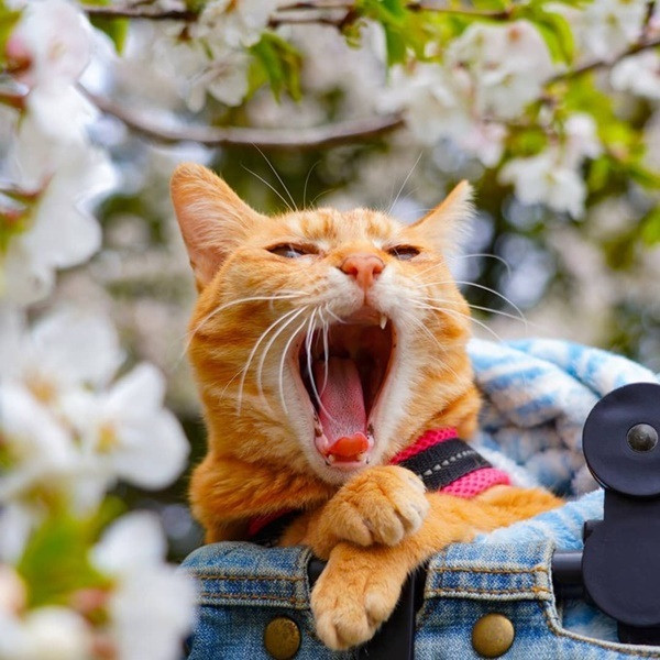 Chủ nhân của 2 chú mèo di chuyển nhiều nhất Nhật Bản này là anh Daisuke Nagasawa. Do công việc thường xuyên phải đi xa nên anh đã quyết định mang theo 2 người bạn của mình trong khắp các hành trình.