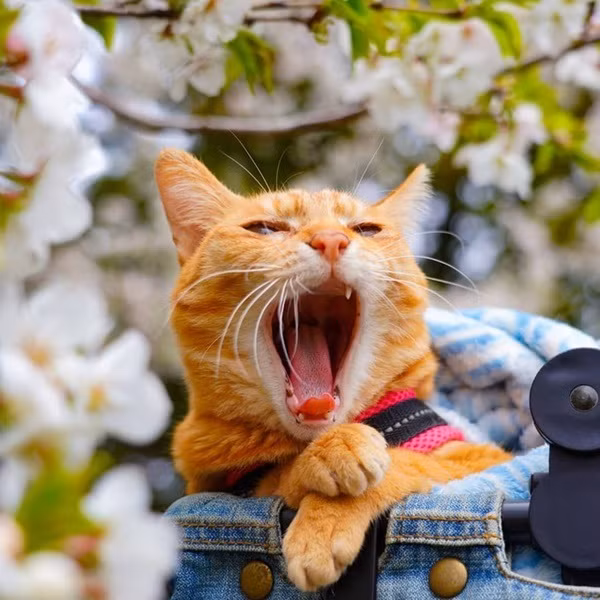 Chủ nhân của 2 chú mèo di chuyển nhiều nhất Nhật Bản này là anh Daisuke Nagasawa. Do công việc thường xuyên phải đi xa nên anh đã quyết định mang theo 2 người bạn của mình trong khắp các hành trình.