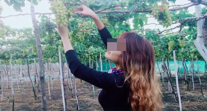 Khi vào vườn, 2 cô gái thấy nho ngọt nên muốn mua 10kg và đã ngã giá từ 60.000 đồng xuống còn 40.000 đồng/kg. Chủ vườn không đồng ý. Khi hai cô gái nói: "Dạ vậy lát tụi con mua bao nhiêu thì tụi con tự cắt luôn cho ạ!", chủ vườn hiểu lầm nên đã cắt để sẵn 10kg nho và tính 70k/kg với lý do tham quan vườn nhưng ăn nho thoải mái trên giàn. Sau đó, cô gái này đã lên mạng đăng bài, cho rằng vườn nho ở Ninh Thuận chặt chém, nói 2 lời với khách. Kèm theo bài viết là hình ảnh cả hai chụp ảnh ở vườn nho và clip ăn nho trực tiếp trên giàn.