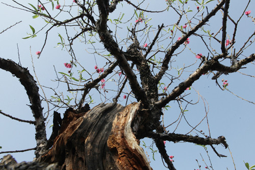 "Những gốc đào lũa được trồng ở Nhật Tân có nguồn gốc từ đào rừng. Khi cây già sẽ bị sâu, mục nhưng nó vẫn còn phần rễ. Với cách chăm sóc của bà con trồng đào thì những gốc cây này vẫn lên được những cây hoa đẹp", anh Việt nói