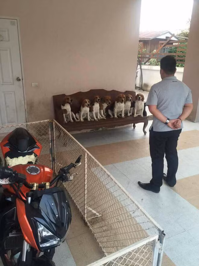 Mới đây, trên mạng xã hội xuất hiện hình ảnh một đàn chó 7 con ngồi xếp hàng ngay ngắn trên ghế nghe chủ nhân điều tra vụ phá hoại tài sản nhận được sự quan tâm cộng đồng mạng.