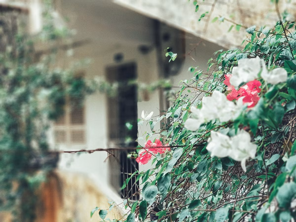 Dàn hoa giấy hành lang khu nhà tập thể.