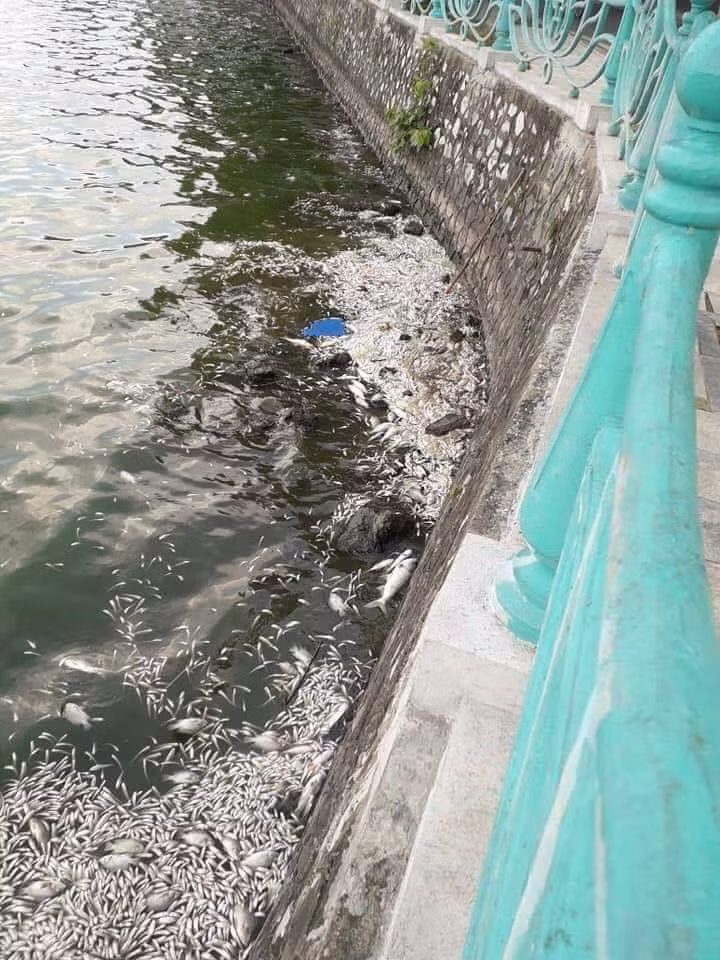 Nhiều dân mạng còn để trạng thái mặt buồn khi những bức ảnh cá chết trắng hồ tại Hồ Tây được đăng tải và không ít những lời "kêu cứu" đến các nhà khoa học được họ gửi đi.