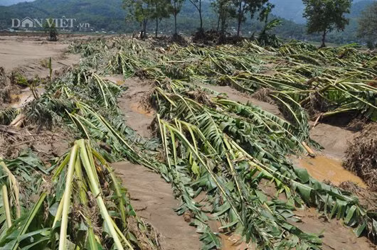 Về giao thông, tuyến QL4D nối TP. Lào Cai đi Sa Pa bị thiệt hại nặng nề nhất sau lũ hiện đang được đơn vị lực lượng chức năng tích cực tiến hành công tác giải phóng hiện trường. Tính đến thời điểm hiện tại, tất cả các xe đều đã lưu thông được bình thường qua tuyến đường này.