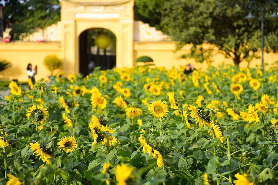 Nhiều người không khỏi ngỡ ngàng khi xuất hiện một vườn hoa hướng dương Hoàng thành Thăng Long và nơi đây nhanh chóng trở thành địa điểm đáng đến nhất Thủ đô dành cho các bạn trẻ vào dịp cuối tuần tới đây.