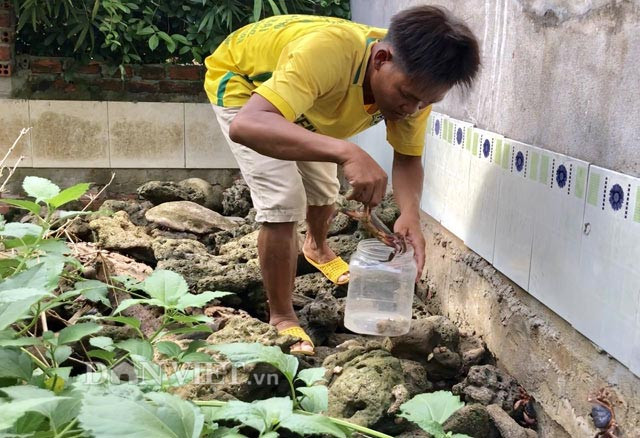 Anh Thanh đang bắt cua dẹp nuôi để bán.
