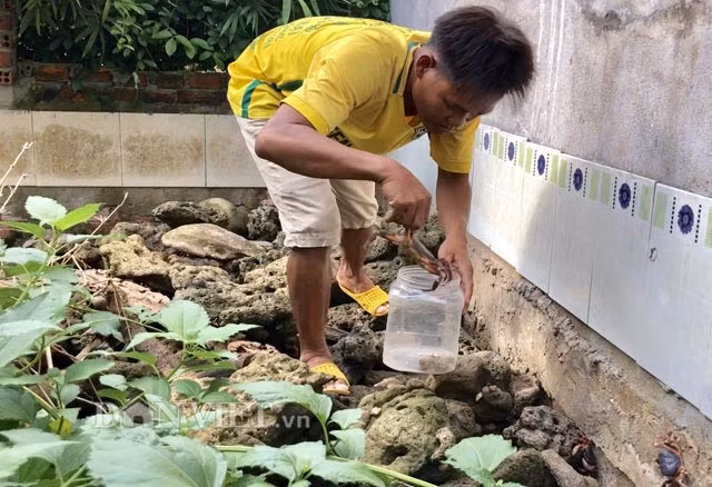 Anh Thanh đang bắt cua dẹp nuôi để bán.