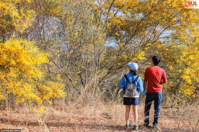 Những ngày này, mùa lá vàng Phan Thiết xinh đẹp đang vào mùa hoa nở, vàng rực một góc trời, du khách cứ đi dọc đường Võ Nguyên Giáp (706B), hay cung đường Mũi Né - Bàu Trắng và Hòa Thắng - Hòa Phú, sẽ bắt gặp những hàng hoa keo lá tràm đua nhau khoe sắc, tô điểm, sáng bừng cả một góc trời.