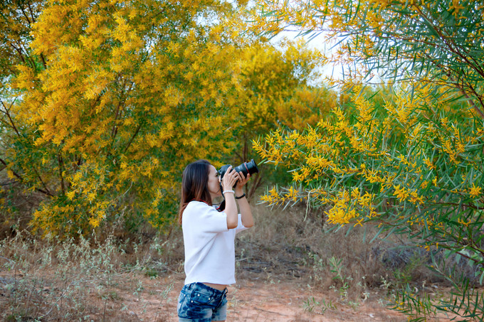 Rừng hoa keo lá tràm mùa hoa nở là nét độc đáo và điểm nhấn tuyệt vời, tô điểm thêm sắc màu hoa mảnh đất nhiều nắng, gió.