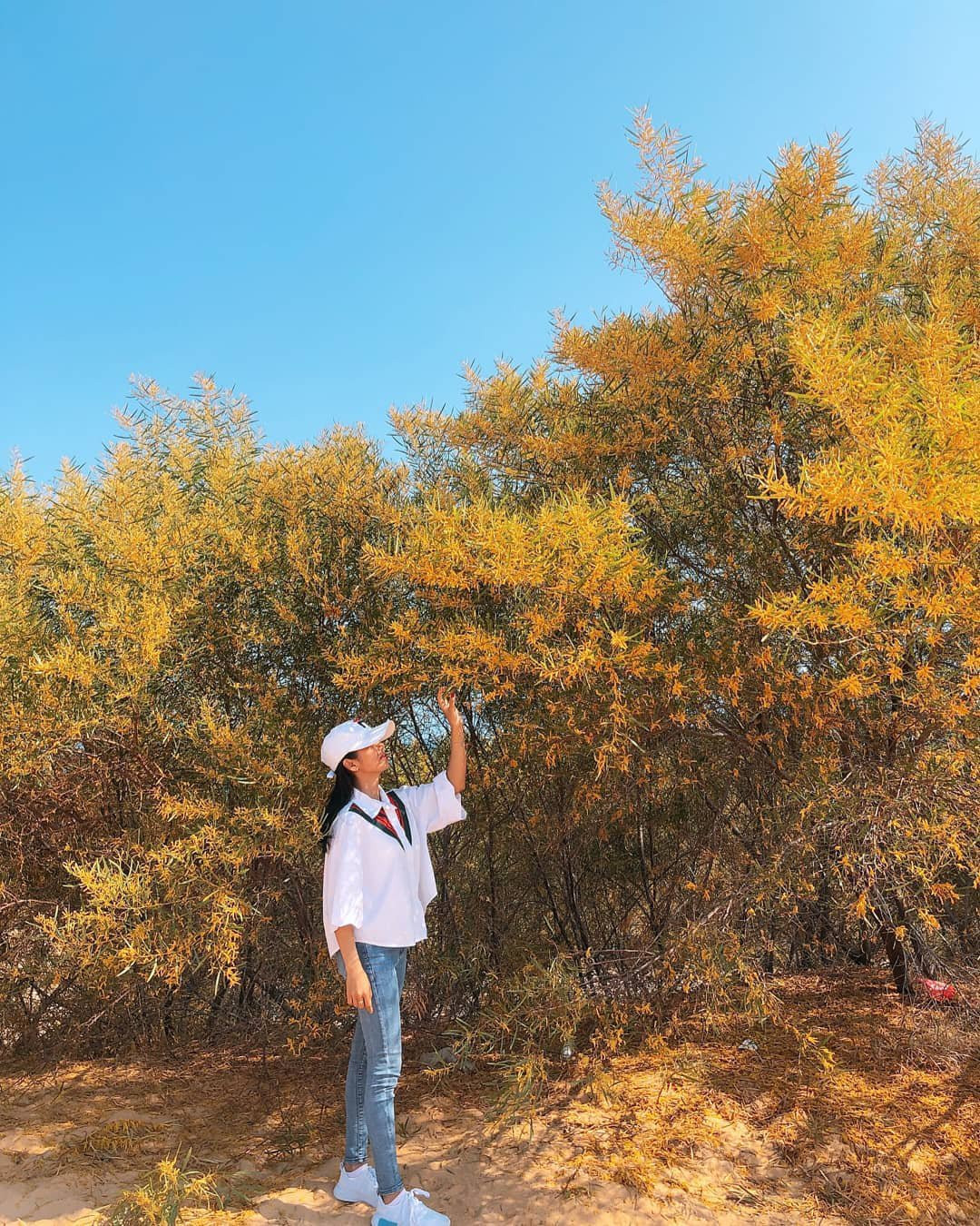 Nhắc đến Phan Thiết, người ta sẽ nghĩ ngay đến "đặc sản" cát trắng, nắng vàng, biển xanh. Tuy nhiên, ít ai biết rằng nơi đây còn có một sắc màu khác, sắc màu vàng óng của rừng keo lá tràm.