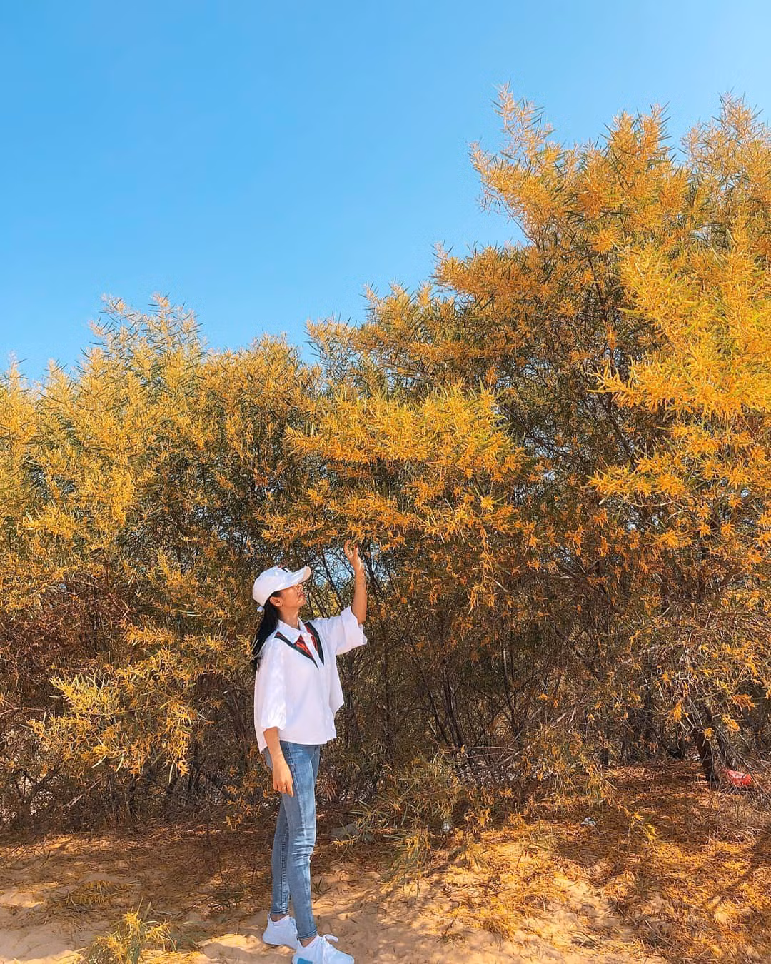 Nhắc đến Phan Thiết, người ta sẽ nghĩ ngay đến "đặc sản" cát trắng, nắng vàng, biển xanh. Tuy nhiên, ít ai biết rằng nơi đây còn có một sắc màu khác, sắc màu vàng óng của rừng keo lá tràm.