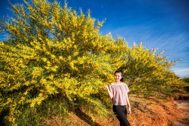 Mỗi một gốc keo lá tràm là một bó hoa, mà rừng keo lá tràm là cả ngàn bó hoa vàng rực.