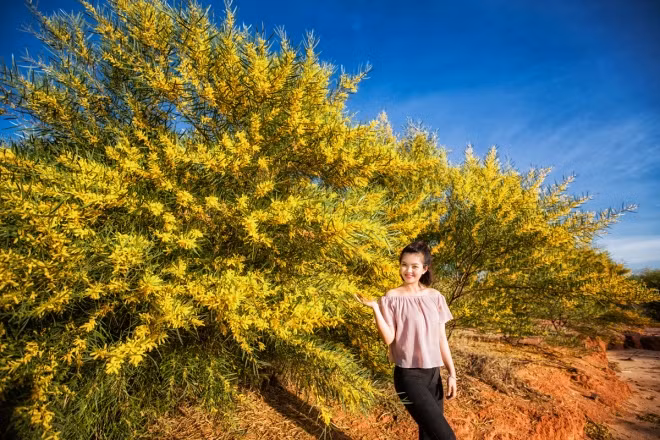 Mỗi một gốc keo lá tràm là một bó hoa, mà rừng keo lá tràm là cả ngàn bó hoa vàng rực.