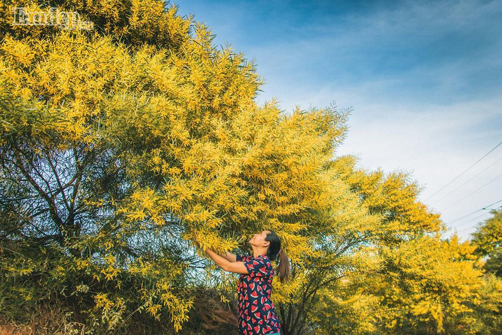 Những bông hoa keo lá tràm kiêu hãnh, vươn mình trong nắng và gió, nổi bật trên nền cát trắng tinh tạo nên một không gian rực rỡ sắc vàng, cũng với đó ánh nắng chói chang và mùa xanh của biển phía xa xa càng làm cho miền đất Bình Thuận thêm rực rỡ.