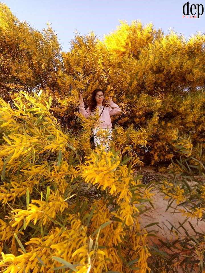 Giữa mảnh đất đầy nắng và gió biển, keo lá tràm còn là loài cây có sức sống mạnh mẽ, chịu hạn tốt, loại cây này luôn phát triển trước nắng và gió biển của thành phố Phan Thiết.