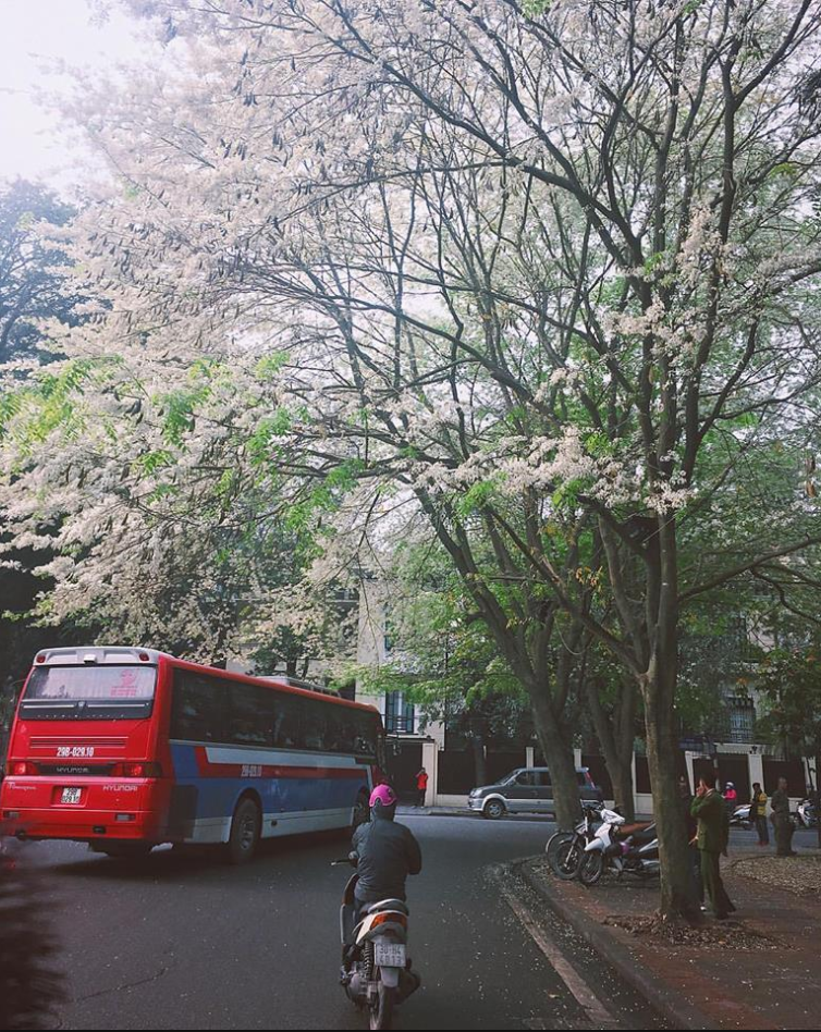 Đi qua những cung đường như Phan Đình Phùng, Hoàng Hoa Thám, Phan Chu Trinh, Giảng Võ, đường Thanh Niên hay Kim Mã các bạn trẻ có thể chụp ảnh sống ảo với những cây hoa sưa có cỡ lớn.