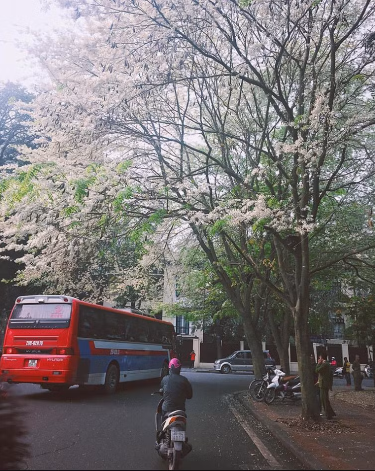 Đi qua những cung đường như Phan Đình Phùng, Hoàng Hoa Thám, Phan Chu Trinh, Giảng Võ, đường Thanh Niên hay Kim Mã các bạn trẻ có thể chụp ảnh sống ảo với những cây hoa sưa có cỡ lớn.