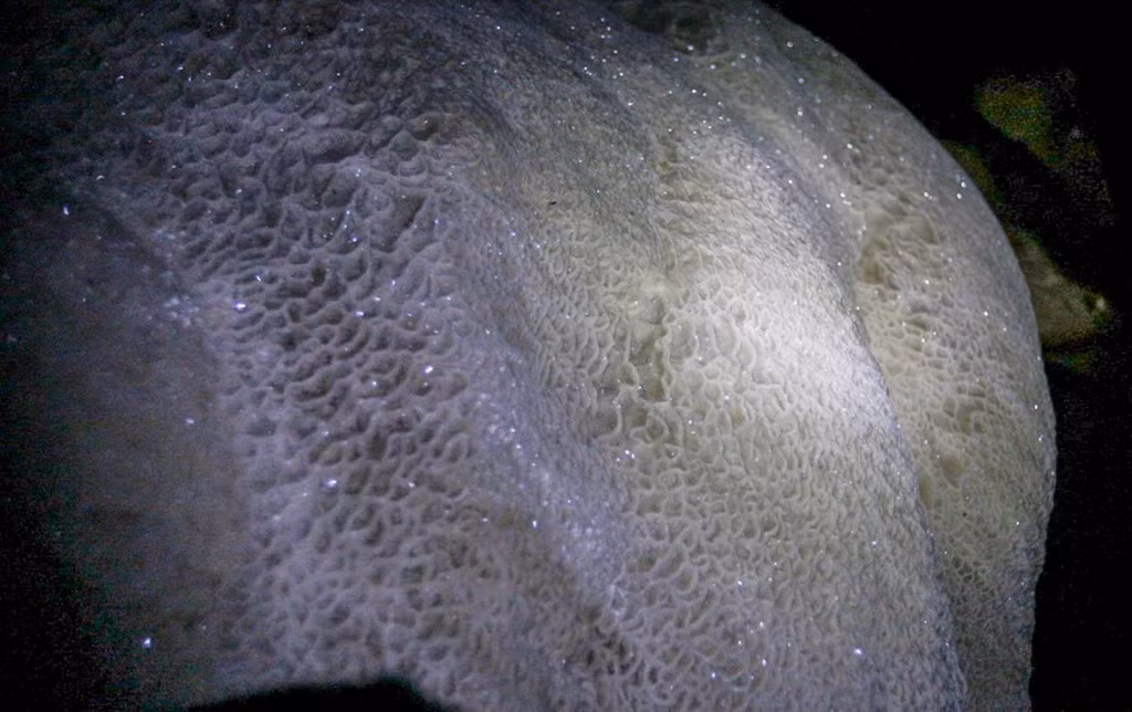 Nhũ đá lấp lánh dưới ánh đèn của nhóm thám hiểm.