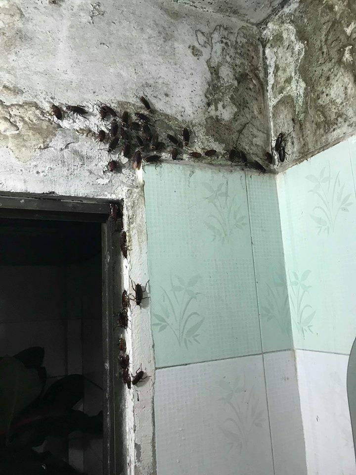 Dân mạng hãi hùng cảnh “gián” chết sau cơn mưa Dan mang hai hung canh “gian” chet sau con mua