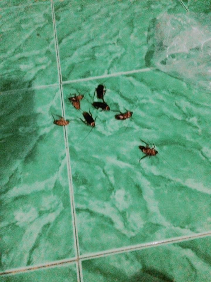 Đoạn clip còn ghi lại cảnh một người đàn ông đi dép dẫm bẹp, diệt trừ từng con gián một nhưng không xuể. Trên mặt đất, rất nhiều con gián vẫn bò lổm ngổm.