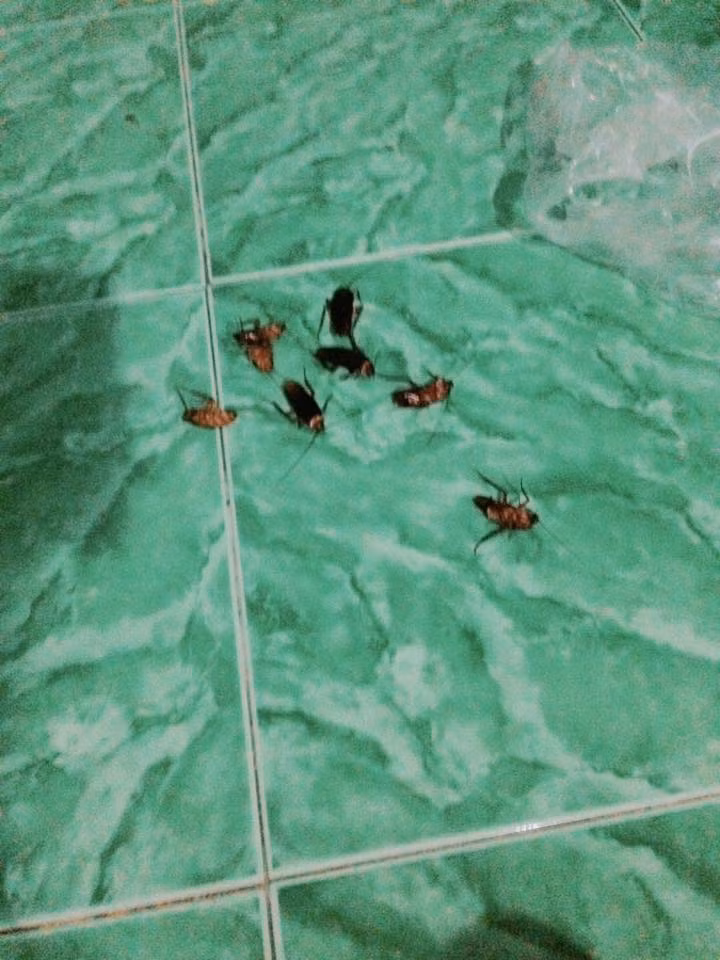 Đoạn clip còn ghi lại cảnh một người đàn ông đi dép dẫm bẹp, diệt trừ từng con gián một nhưng không xuể. Trên mặt đất, rất nhiều con gián vẫn bò lổm ngổm.