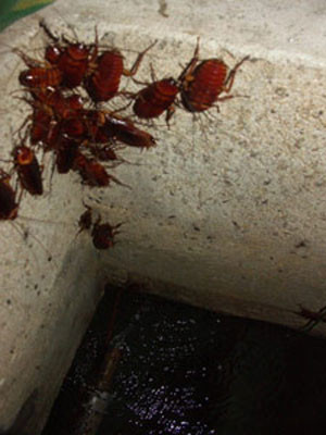 Nhiều người phê phán, chủ nhân bài viết trên không dọn dẹp nhà cửa sạch sẽ tạo cơ hội cho gián sinh sống. Số khác lại tỏ ra "chết khiếp" vì nhiều gián quá mức.