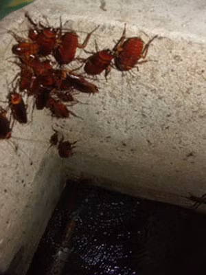 Nhiều người phê phán, chủ nhân bài viết trên không dọn dẹp nhà cửa sạch sẽ tạo cơ hội cho gián sinh sống. Số khác lại tỏ ra "chết khiếp" vì nhiều gián quá mức.