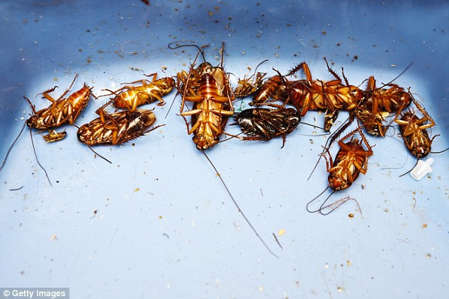 Còn nickname Duy Khoa cho biết: "Kinh hãi quá mức, chỉ nhìn clip mình đã có ý nghĩa đổ xăng đốt gián đốt cháy hết đi tất cả mọi thứ, nổi gai ốc quá. Bạn dọn dẹp nhà cửa đi đừng để bừa bộn gián nó dễ sống quá".