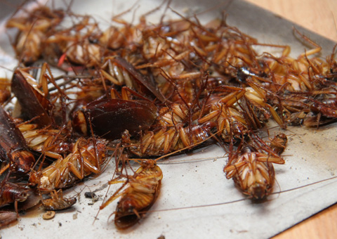 Đây quả thật là một cơn ác mộng thực sự với những người sợ gián. Số lượng những người như vậy quả không ít. Họ thể hiện nỗi sợ hãi ngay dưới phần bình luận.