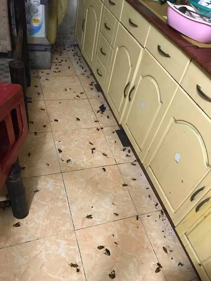 Theo đó, sau cơn mưa lớn, trong nhà của chủ nhân bài viết trên hàng loạt những con gián xuất hiện khắp nơi. Trên tường, dưới sàn nhà, dưới tủ bếp.