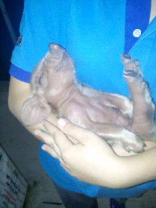 Ở với lợn đối với nhiều bạn thì đây có thể là một nơi thực tập khá kì quặc, thế nhưng đối với một sinh viên ngành Nông Lâm thì đó lại là địa điểm thực hành tốt nhất cho ngành học của mình. Trong kì thực tập của mình, P.H.N không đơn giản chỉ là cho ăn, rửa chuồng mà cô bạn bắt đầu vận dụng những kiến thức đã học để tắm, tiêm, truyền, đỡ đẻ, mài nanh, thiến hoạn