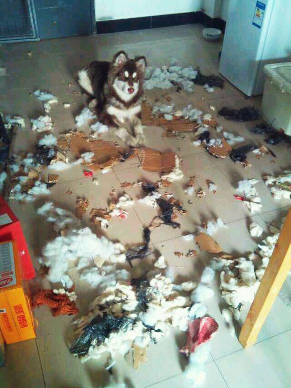 Bao nhiêu gối bông, thùng xốp trong nhà đã bị chú chó cưng cắn xé tan tành.