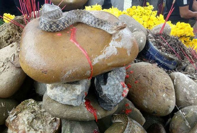 Người dân tụ tập cúng bái mê tín dị đoan bên ngôi mộ vô danh sau khi xuất hiện cặp rắn nước