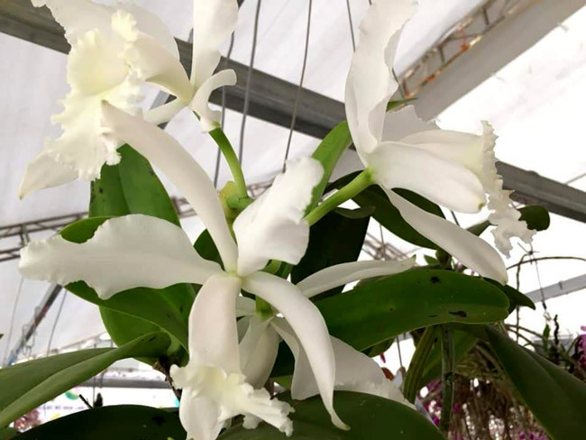 Hoàng thảo Gia Lu, loài lan đặc biệt quý hiếm và mới được tìm thấy ở Gia Lai cũng được chủ nhân mang tới trưng bày, giao lưu. Trị giá của giò lan này ước tính không dưới 100 triệu.