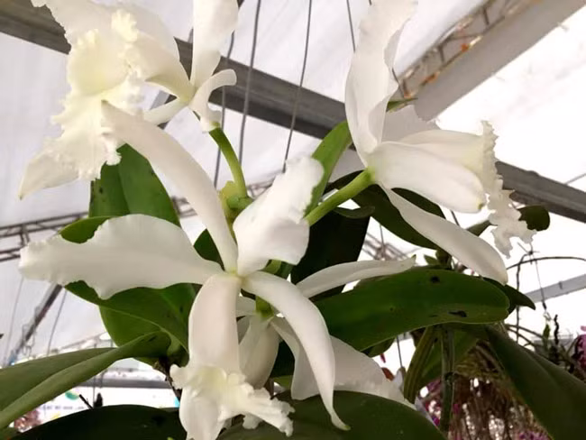 Hoàng thảo Gia Lu, loài lan đặc biệt quý hiếm và mới được tìm thấy ở Gia Lai cũng được chủ nhân mang tới trưng bày, giao lưu. Trị giá của giò lan này ước tính không dưới 100 triệu.