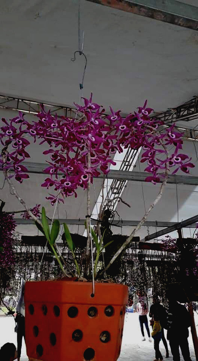 Đây là sân chơi cho những người đam mê loài hoa rừng này. Tại đây, những giò lan qua kỹ năng chăm sóc, tạo dáng của chủ nhân được mọi người cùng chiêm ngưỡng.