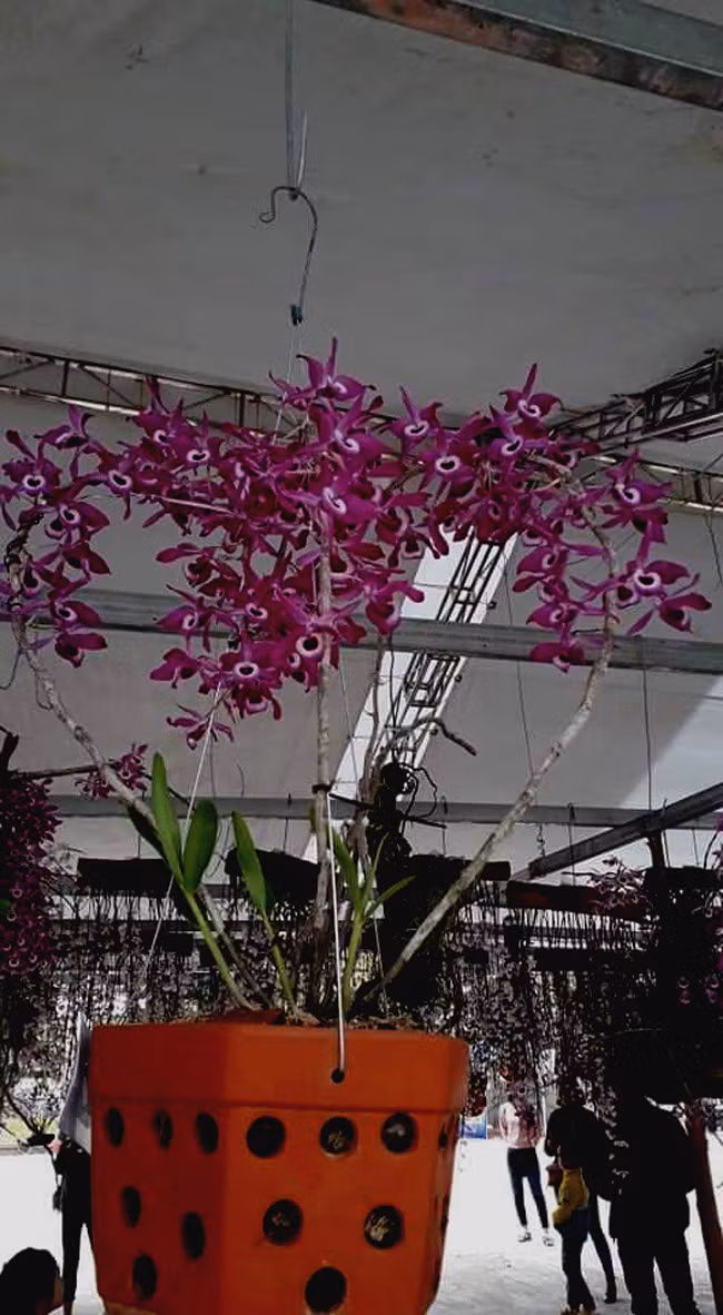 Đây là sân chơi cho những người đam mê loài hoa rừng này. Tại đây, những giò lan qua kỹ năng chăm sóc, tạo dáng của chủ nhân được mọi người cùng chiêm ngưỡng.