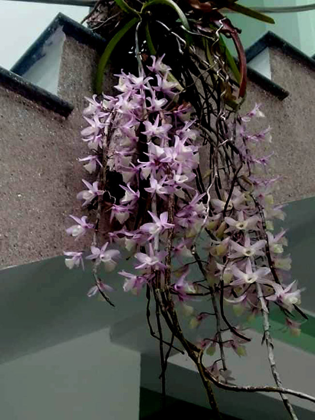 Một giò lan Giả hạc tại triển lãm.