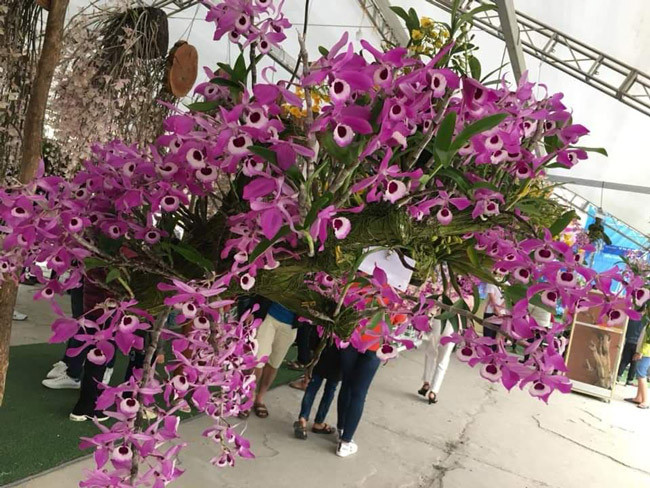 “Đã trả với mức giá trên 100 triệu đồng rồi nhưng chủ nhân của giò lan này chưa quyết” - anh Tuấn Anh, một người đam mê lan rừng từ Hà Nội lên chia sẻ