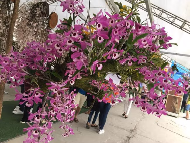 “Đã trả với mức giá trên 100 triệu đồng rồi nhưng chủ nhân của giò lan này chưa quyết” - anh Tuấn Anh, một người đam mê lan rừng từ Hà Nội lên chia sẻ