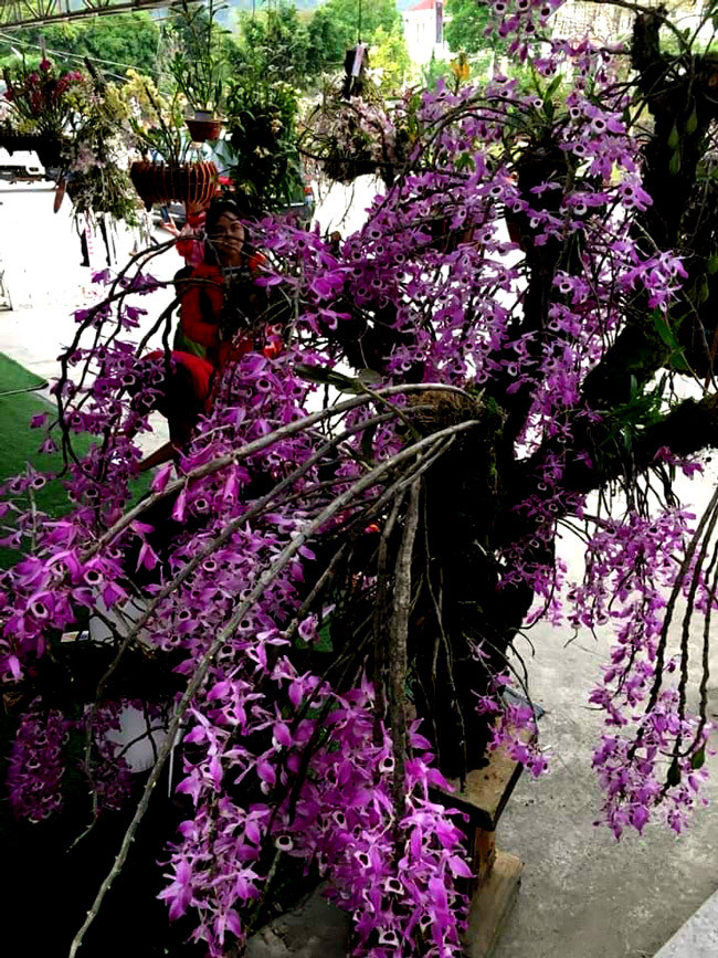 “Mười năm cấy, ghép và chăm sóc mới hình thành lên tác phẩm này đấy” - chủ nhân cho biết.