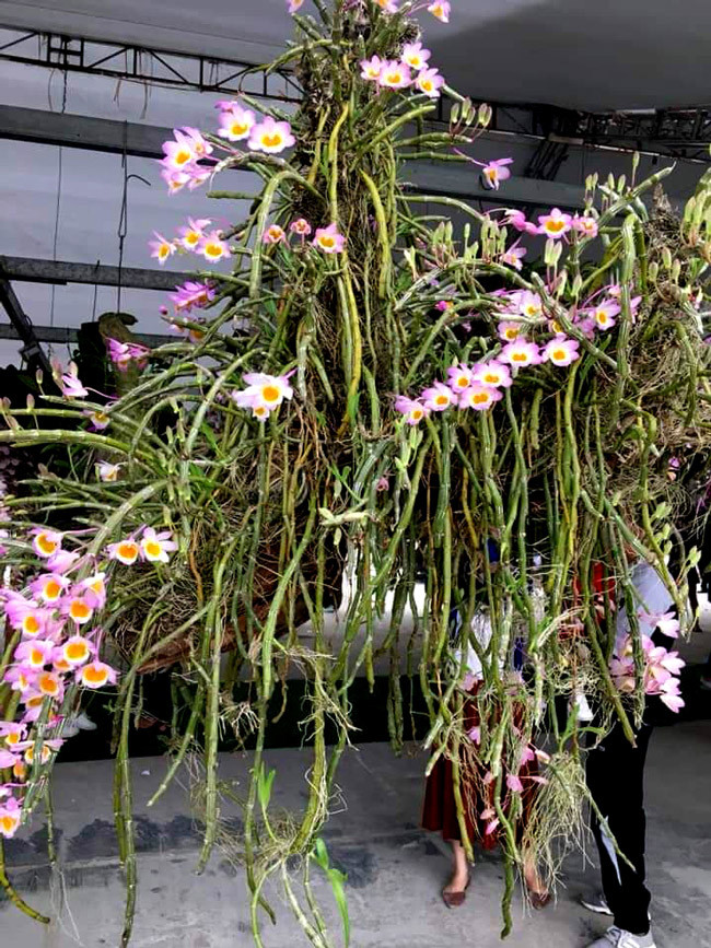 Lỡ bước lạc vào thế giới loài hoa rừng này, người đam mê như bị níu chân, đắm mình không muốn về.