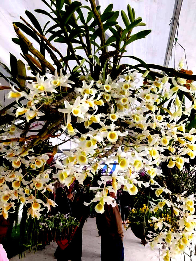 Giò Hoàng thảo này được chủ nhân phát giá 70 triệu đồng.